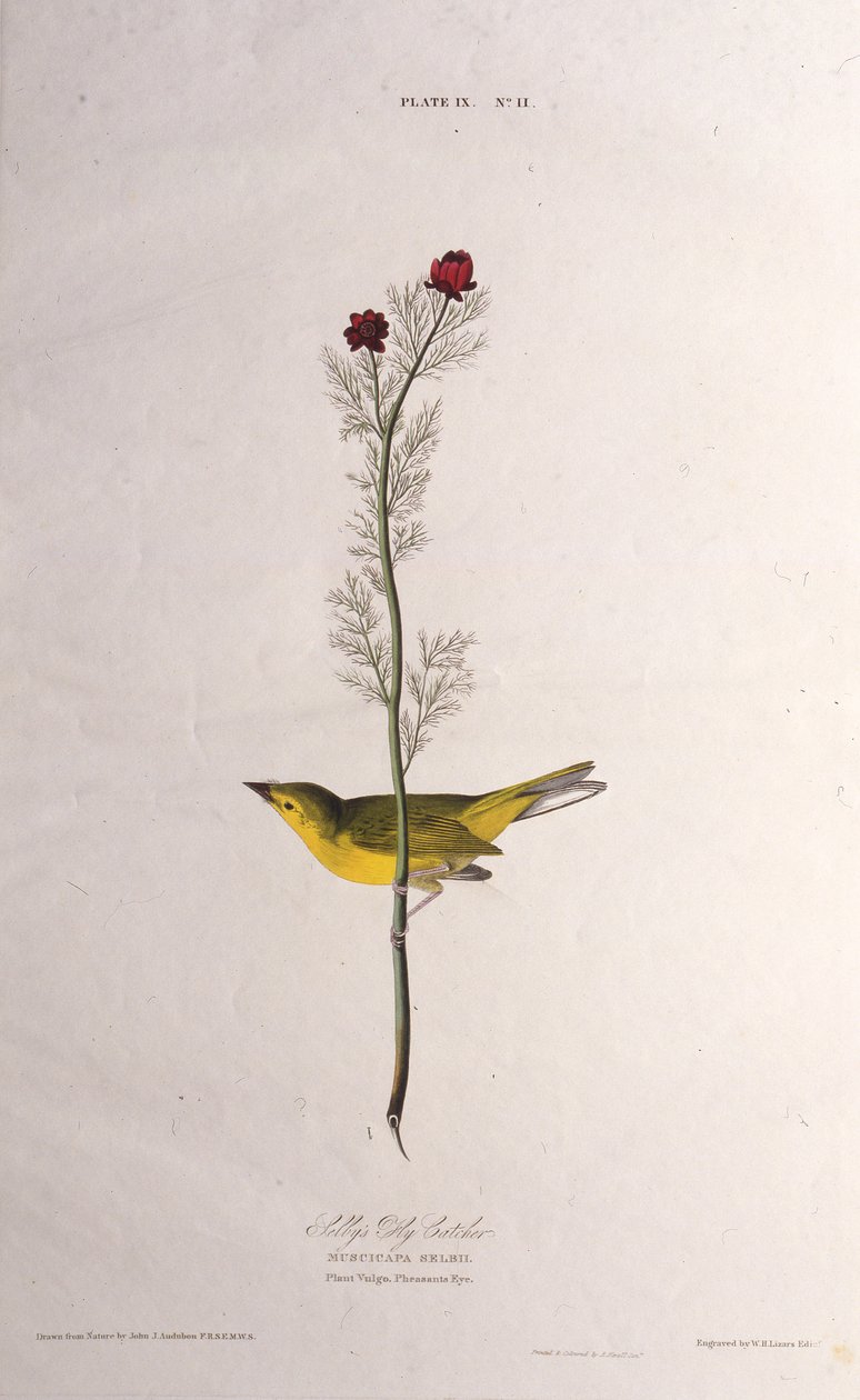 Selbys يطير الماسك. من طيور أمريكا ، 1827-1838. بواسطة جون جيمس أودوبون