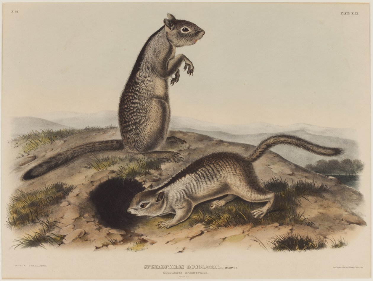 Spermophilus Douglassii (اثنان من السناجب دوغلاس) بواسطة جون جيمس أودوبون