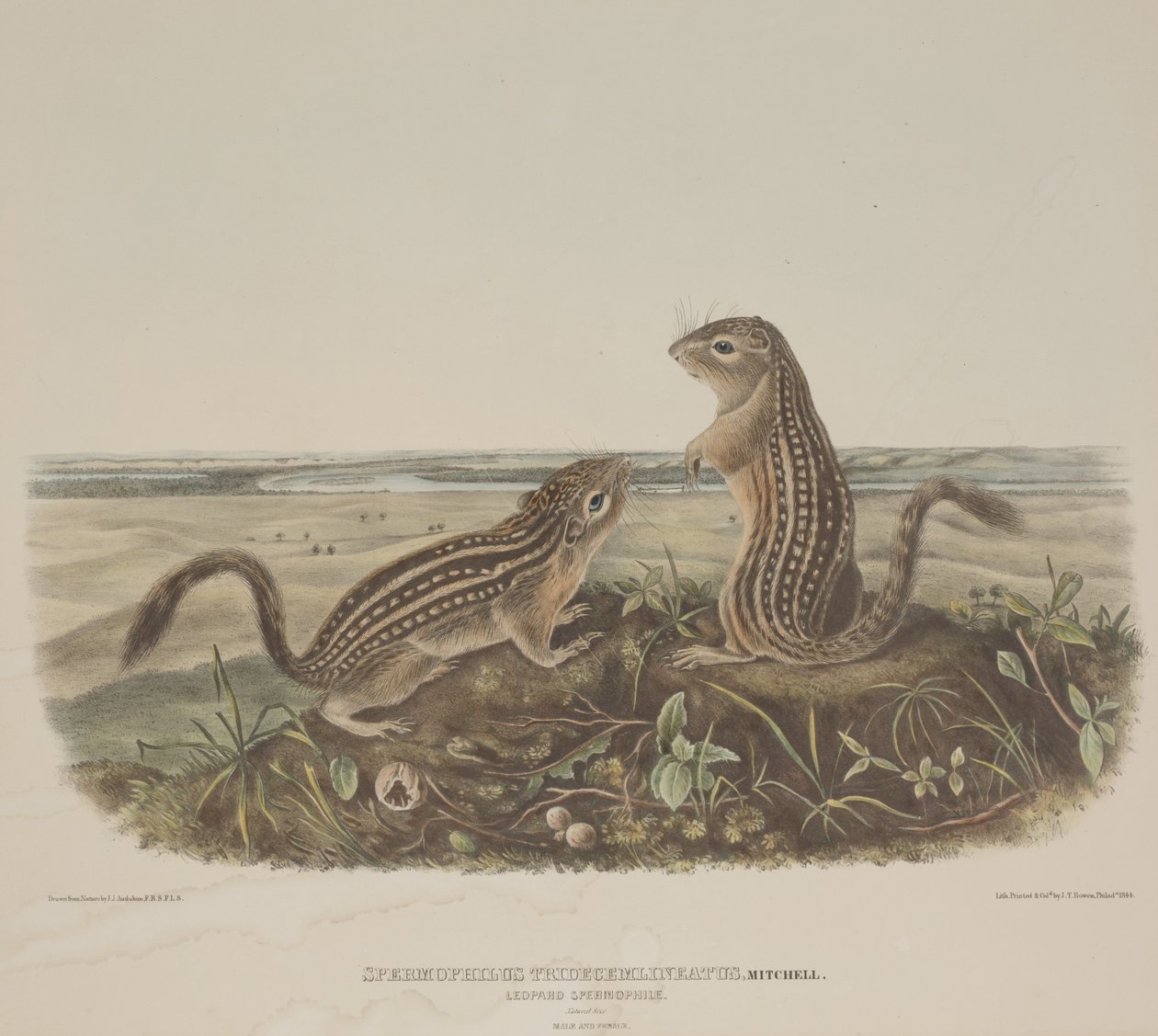 Spermophilus Tridecemlineatus (اثنان من السناجب الفهد) بواسطة جون جيمس أودوبون