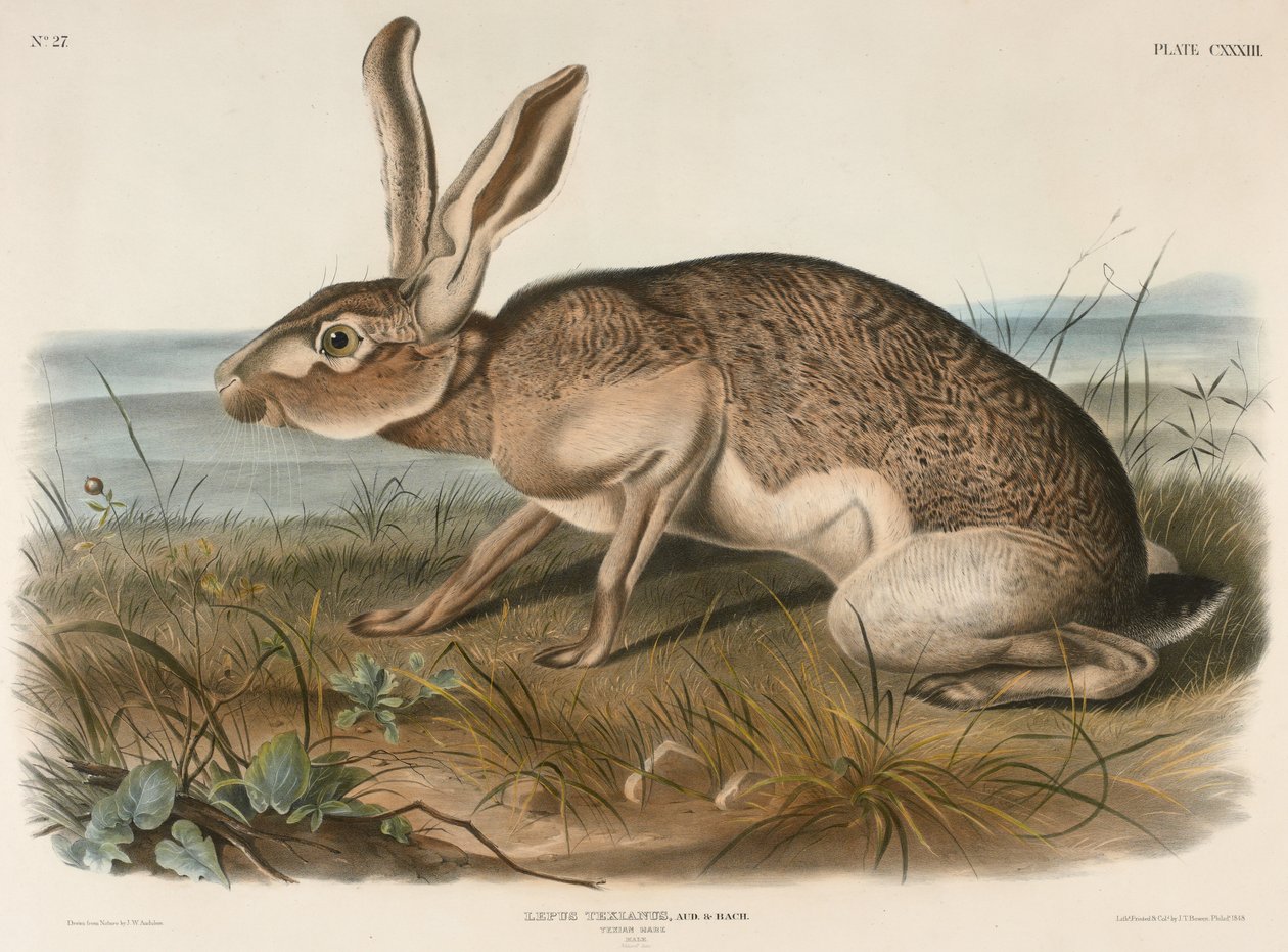 تكسيان هير (Lepus Texianus) ، 1848 (الطباعة الحجرية الملونة) بواسطة جون جيمس أودوبون