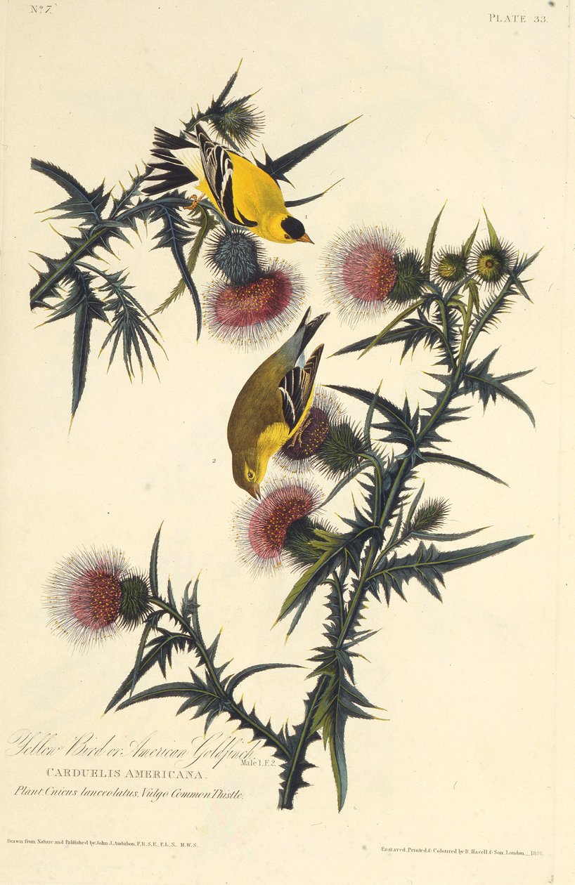 طائر الحسون الأمريكي. من طيور أمريكا ، 1827-1838. بواسطة جون جيمس أودوبون