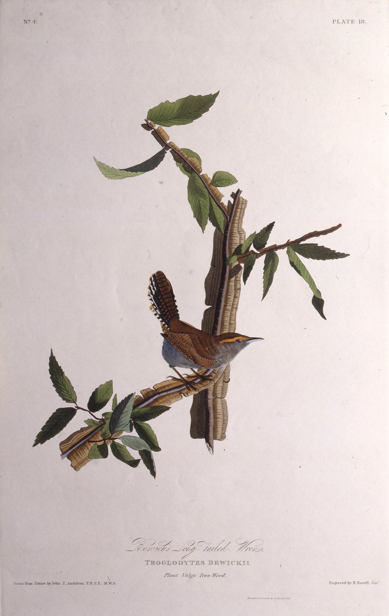 العصافير Bewicks. من طيور أمريكا ، 1827-1838. بواسطة جون جيمس أودوبون