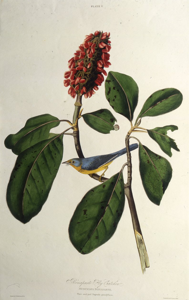 هازجة كندا. من طيور أمريكا ، 1827-1838. بواسطة جون جيمس أودوبون