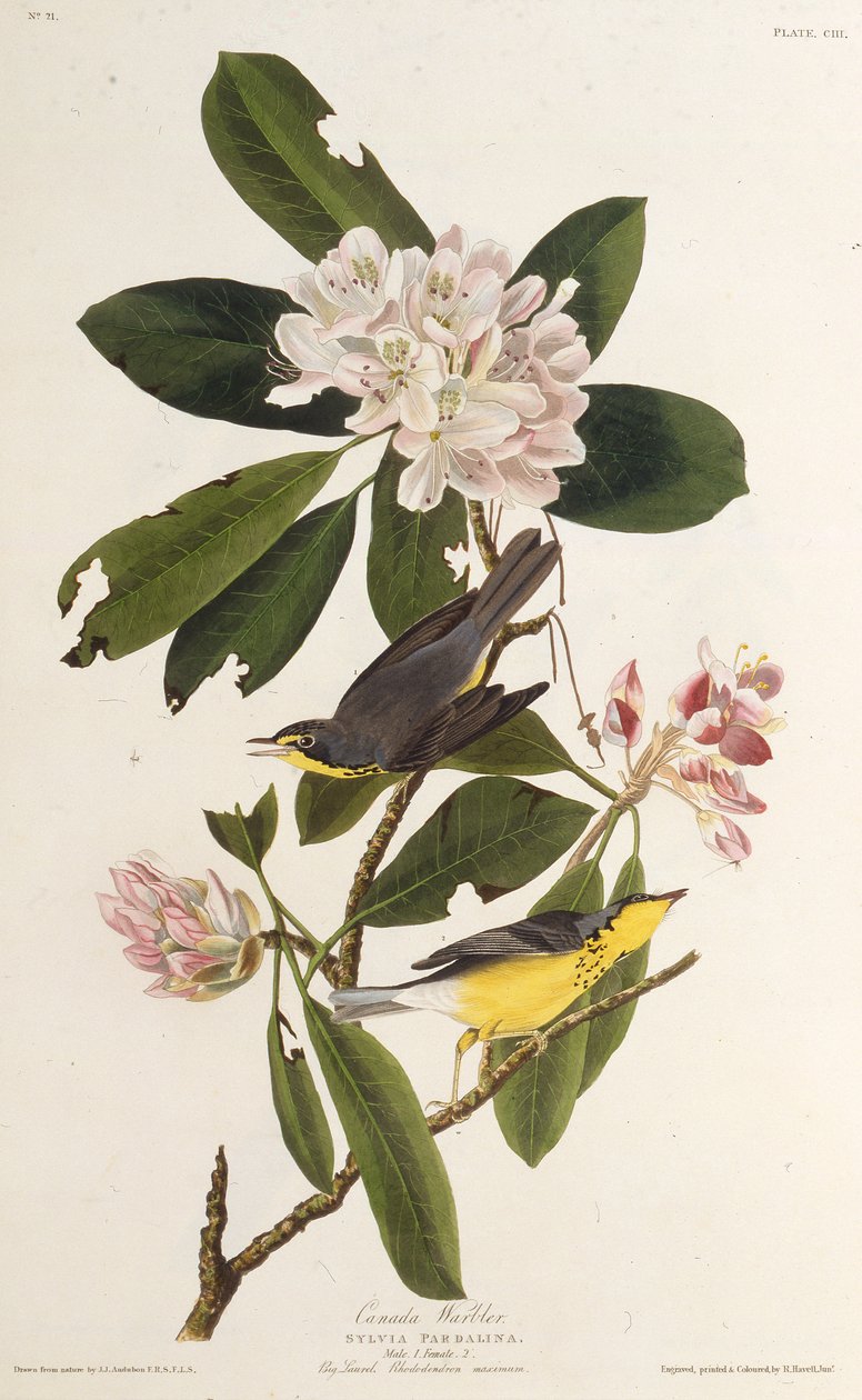 هازجة كندا. من طيور أمريكا ، 1827-1838. بواسطة جون جيمس أودوبون