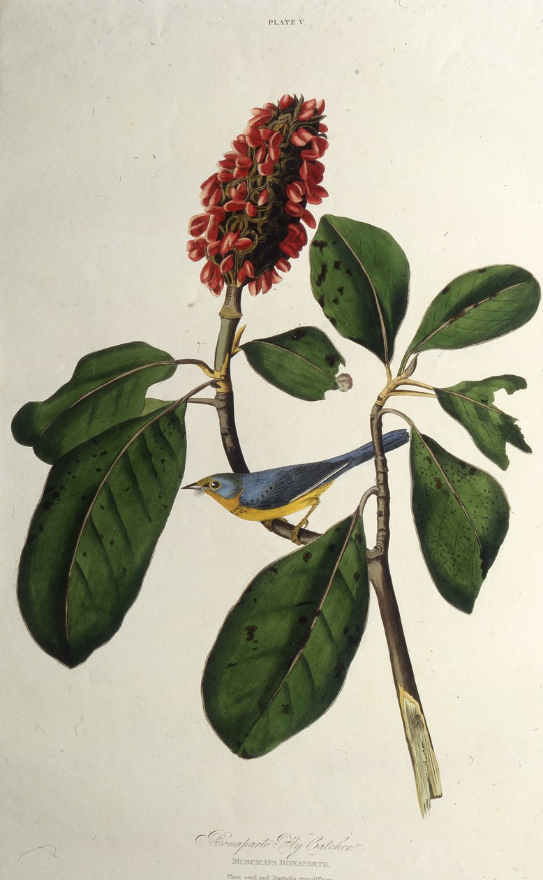 هازجة كندا. من طيور أمريكا ، 1827-1838. بواسطة جون جيمس أودوبون