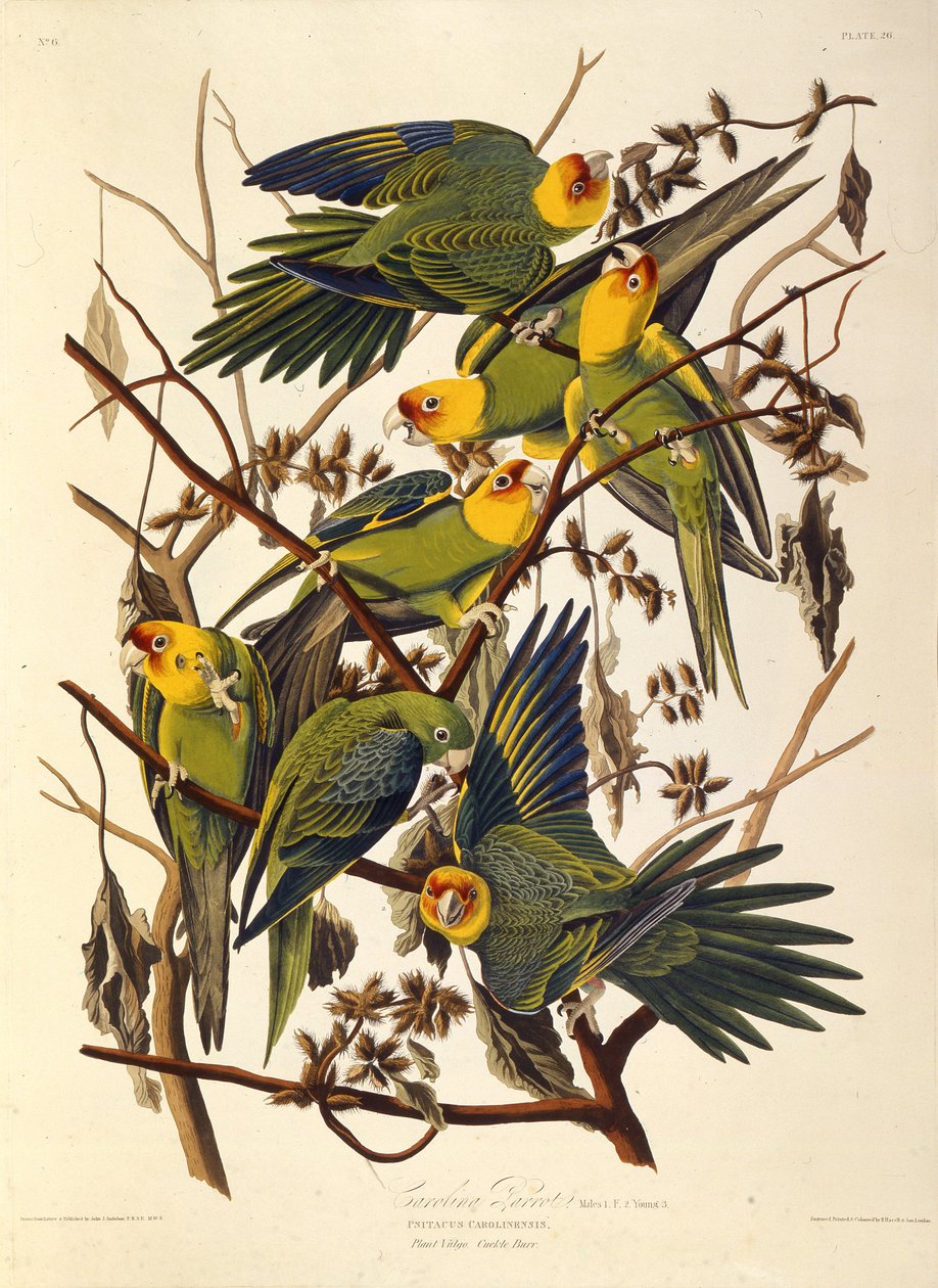 ببغاء كارولينا ، من طيور أمريكا ، 1827-1838. بواسطة جون جيمس أودوبون