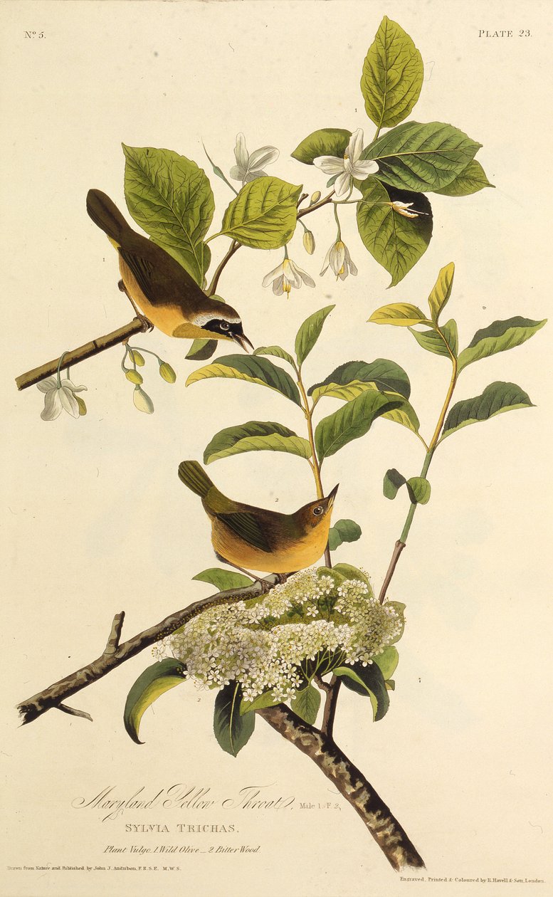 ماريلاند يلوثروث. من طيور أمريكا ، 1827-1838. بواسطة جون جيمس أودوبون
