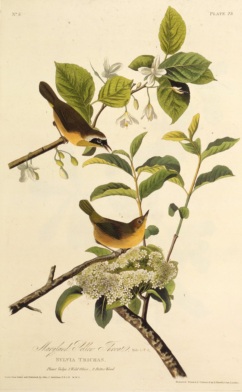 ماريلاند يلوثروث. من طيور أمريكا ، 1827-1838. بواسطة جون جيمس أودوبون