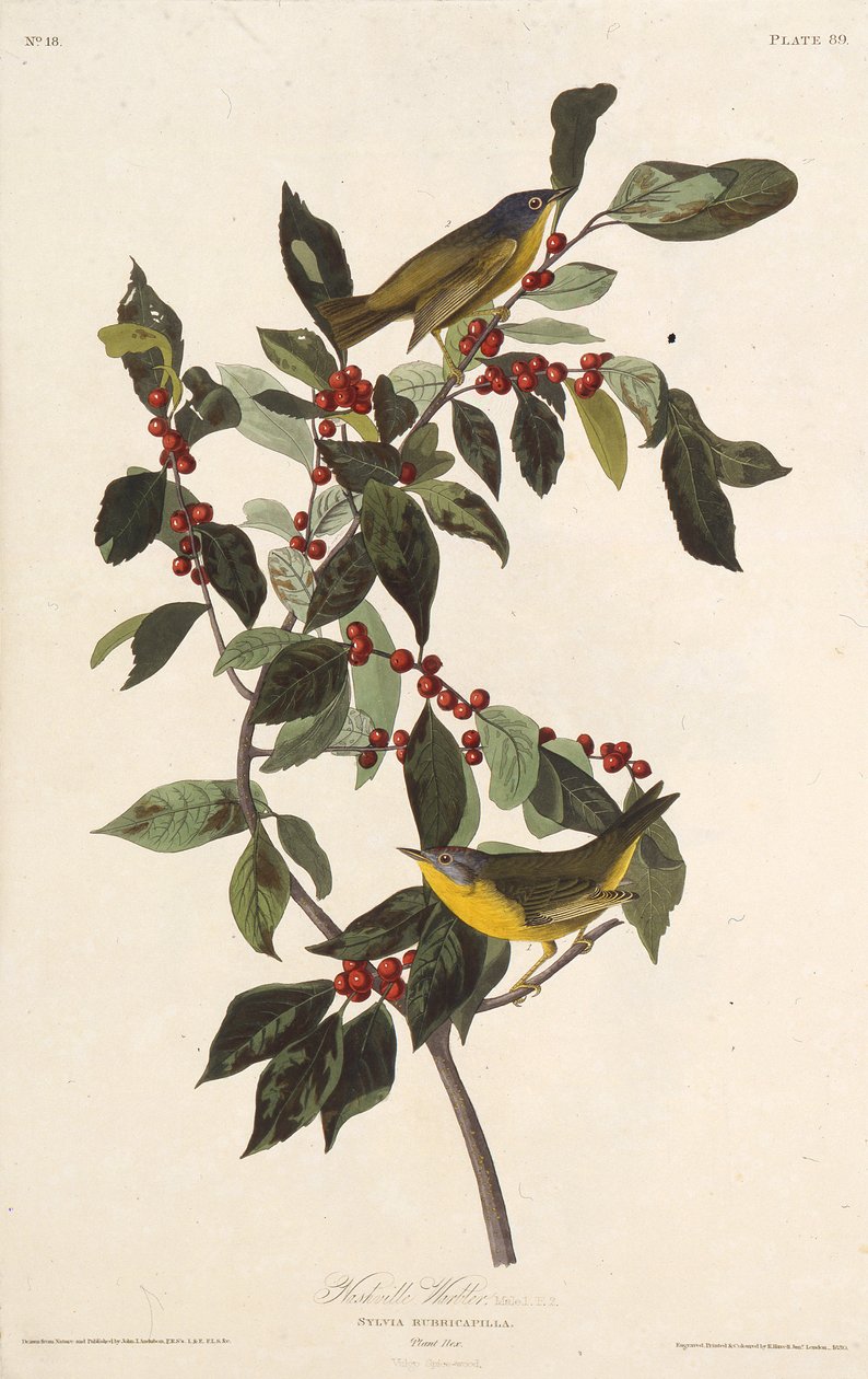 هازجة ناشفيل. من طيور أمريكا ، 1827-1838. بواسطة جون جيمس أودوبون