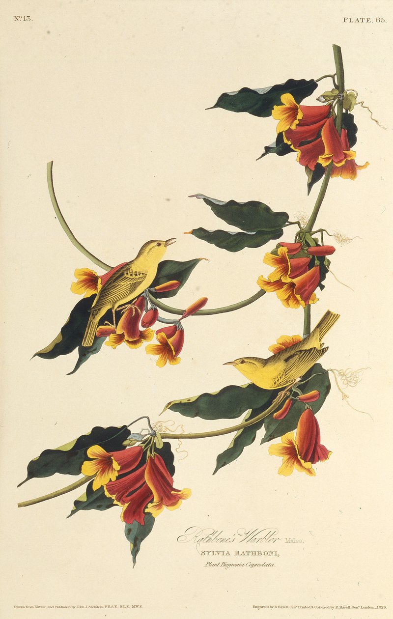 The Rathbone Warbler. من طيور أمريكا ، 1827-1838. بواسطة جون جيمس أودوبون