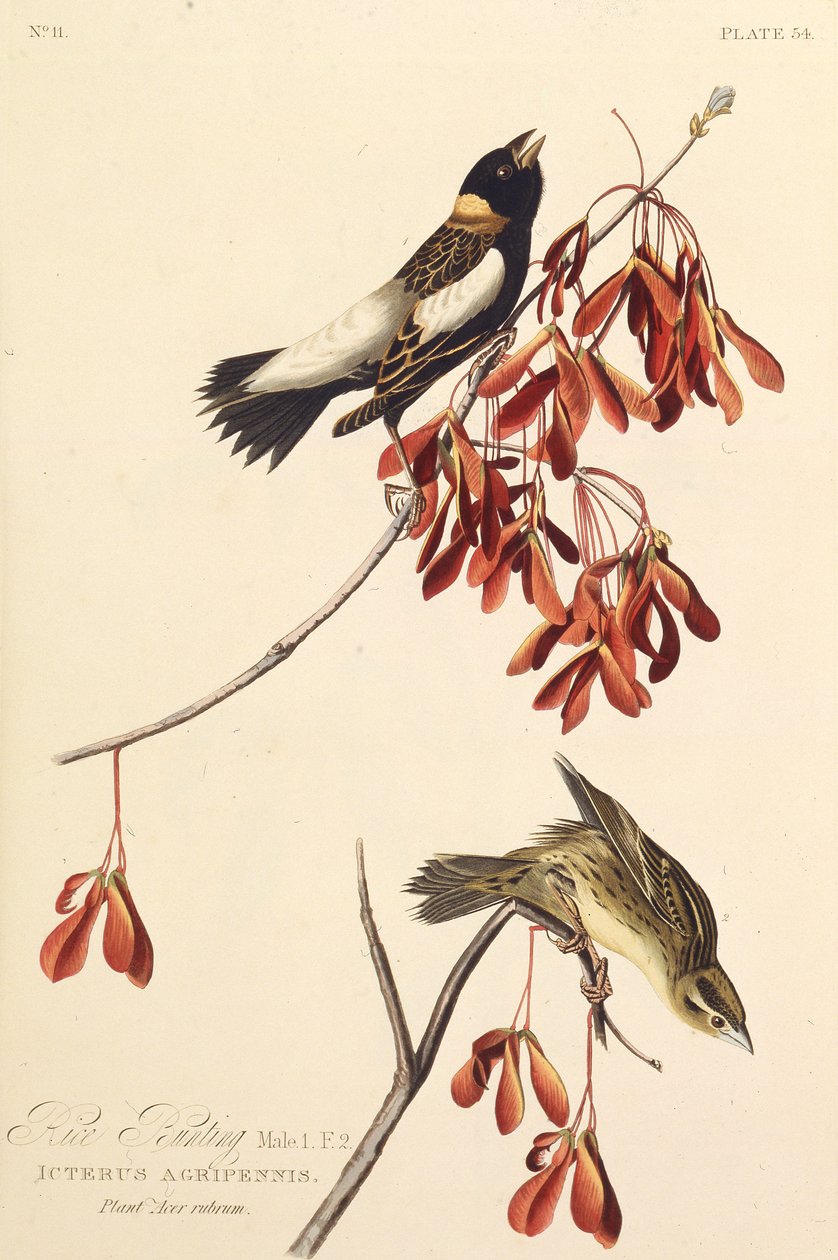 رايس بيرد. من طيور أمريكا ، 1827-1838. بواسطة جون جيمس أودوبون