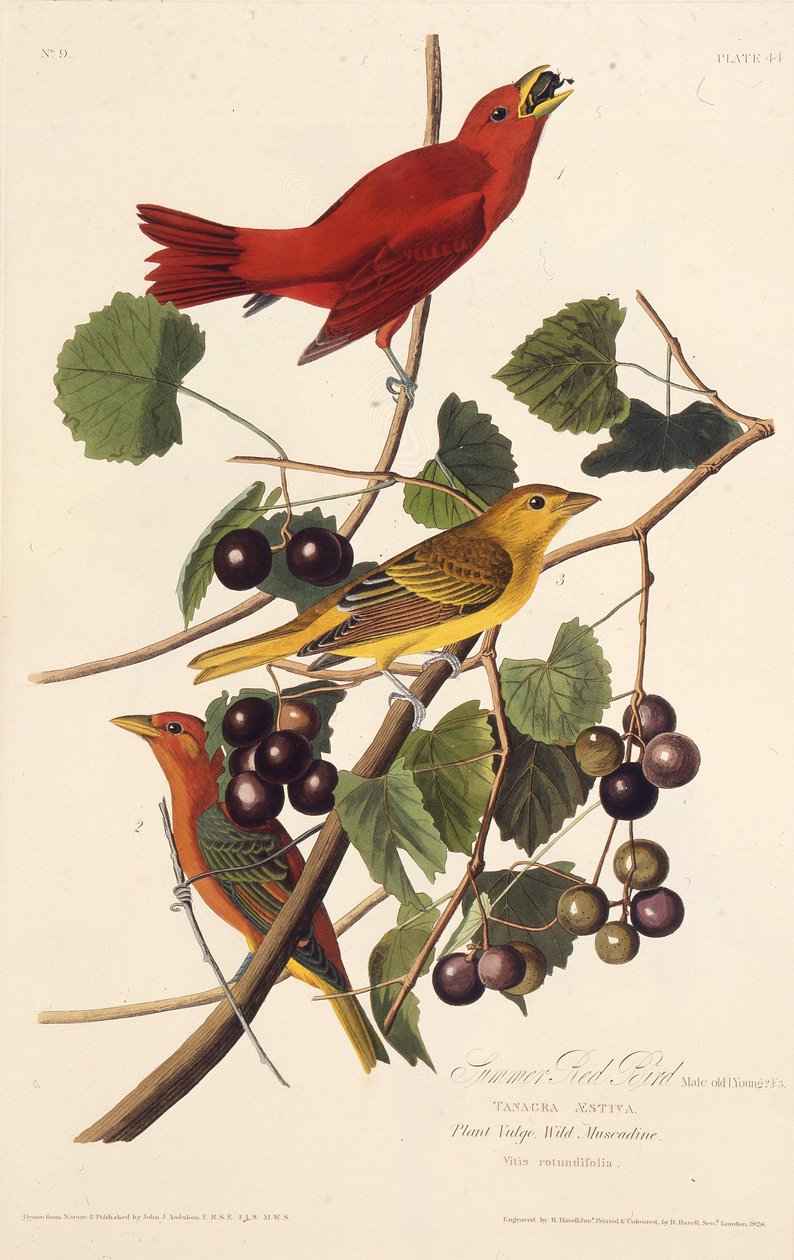طائر الصيف الأحمر. من طيور أمريكا ، 1827-1838. بواسطة جون جيمس أودوبون