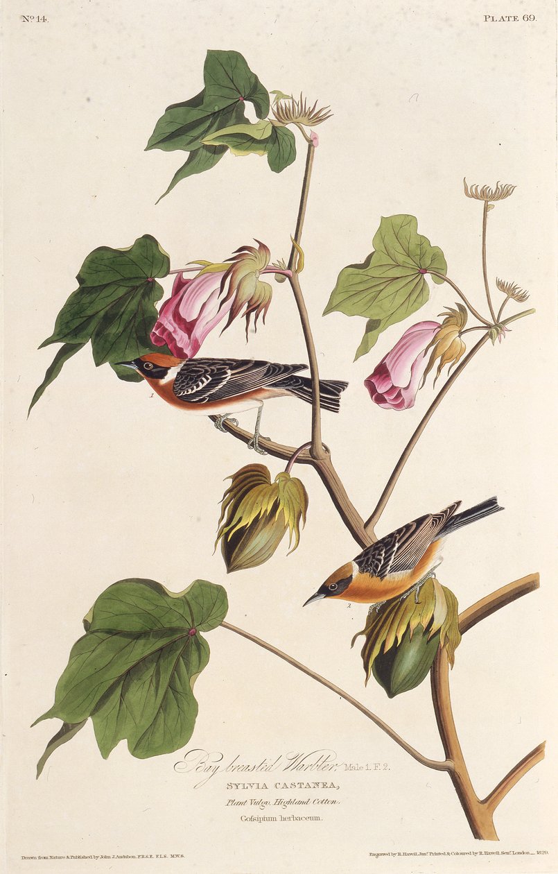 هازجة الصدر. من طيور أمريكا ، 1827-1838. بواسطة جون جيمس أودوبون