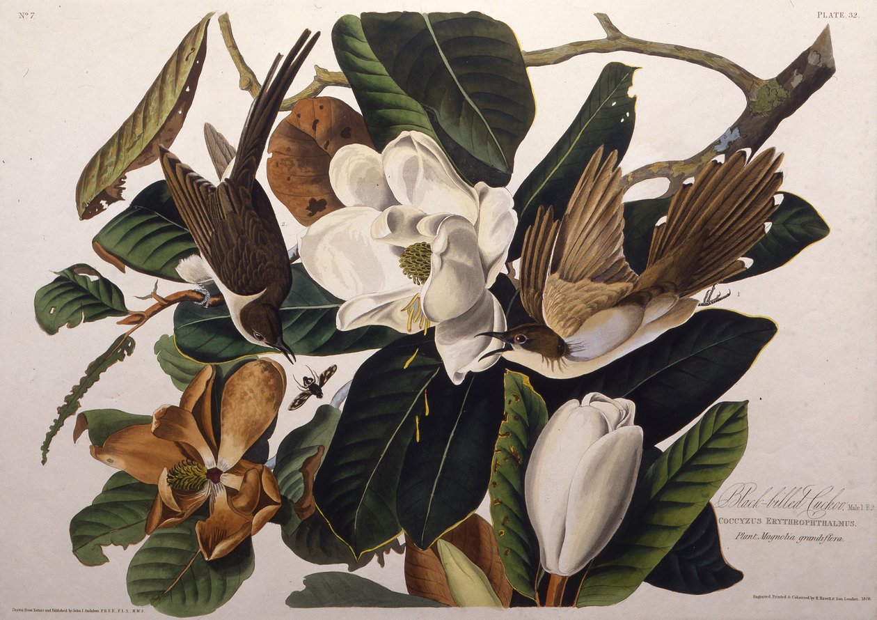 الوقواق ذو الفواتير السوداء. من طيور أمريكا ، 1827-1838. بواسطة جون جيمس أودوبون