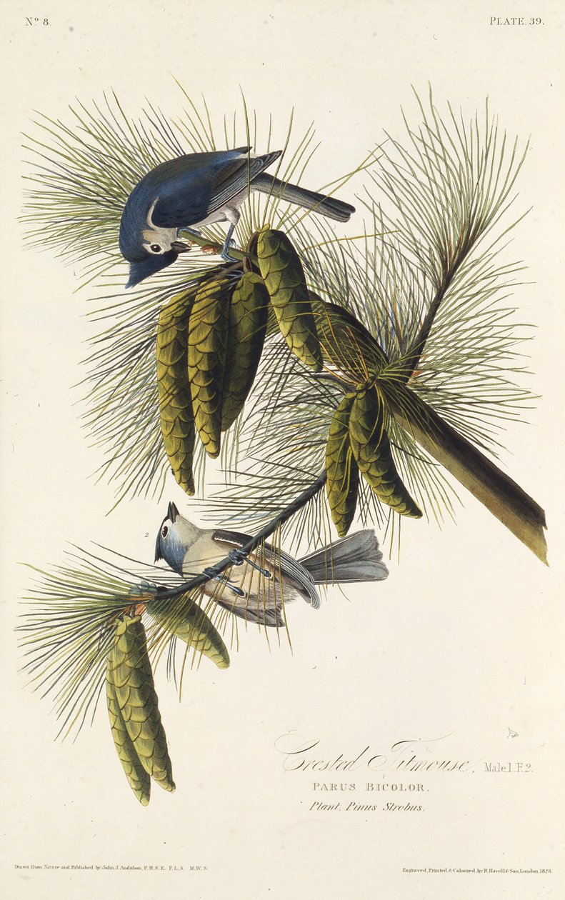 القرقف الأسود. من طيور أمريكا ، 1827-1838. بواسطة جون جيمس أودوبون