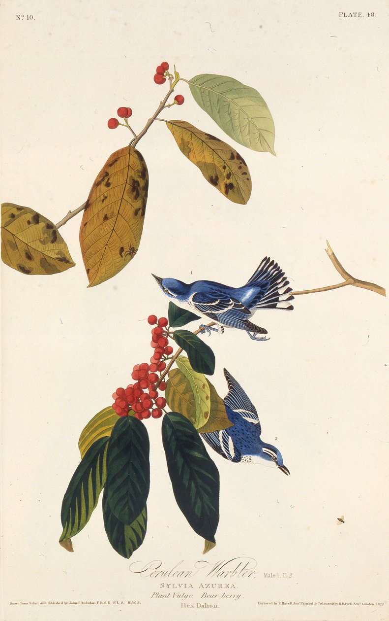 هازجة سيرولي. من طيور أمريكا ، 1827-1838. بواسطة جون جيمس أودوبون
