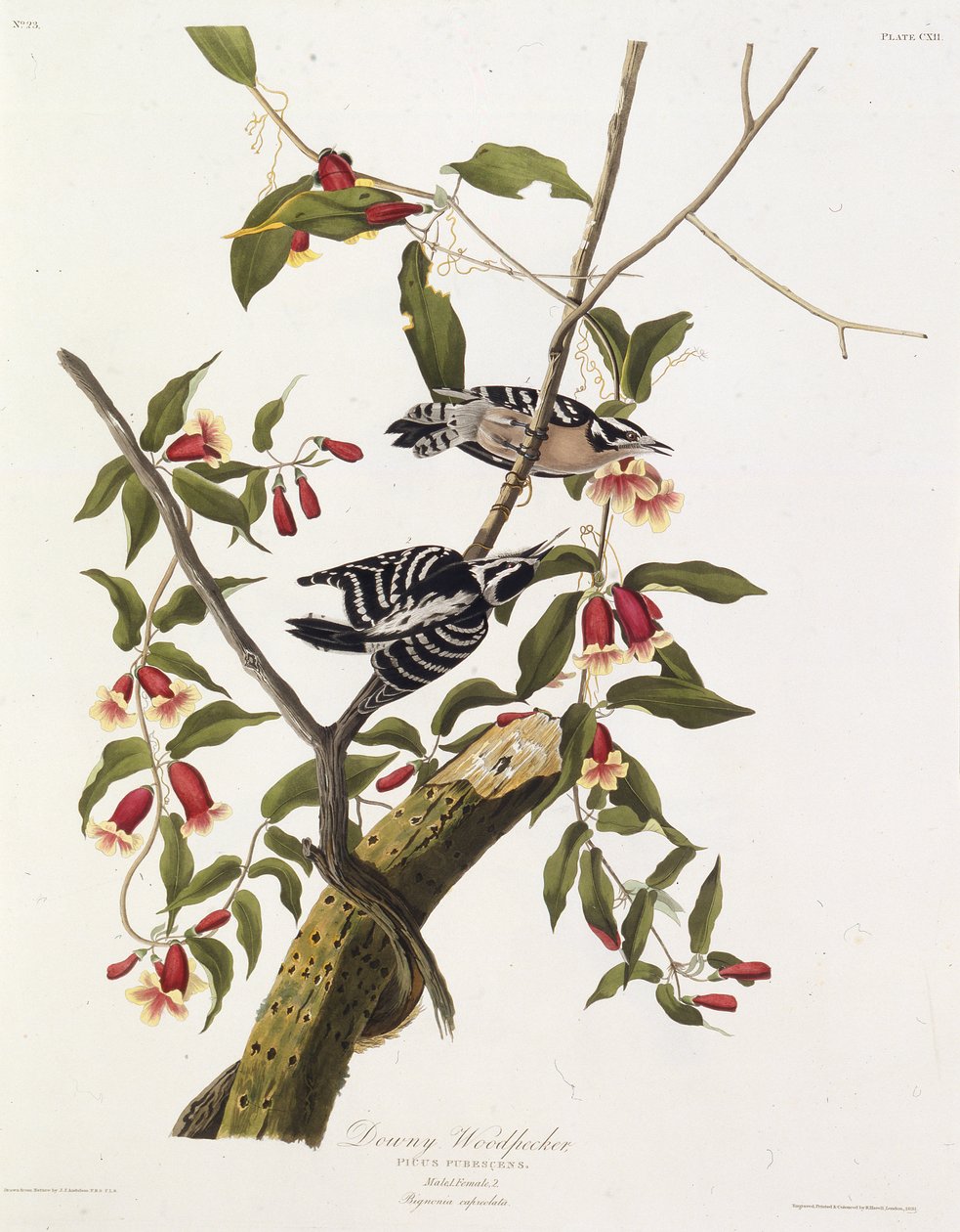 نقار الخشب الناعم. من طيور أمريكا ، 1827-1838. بواسطة جون جيمس أودوبون