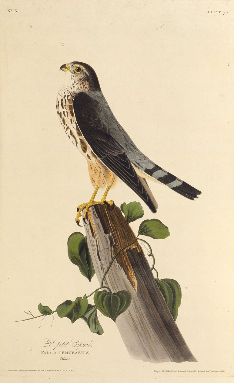 ميرلين. من طيور أمريكا ، 1827-1838. بواسطة جون جيمس أودوبون