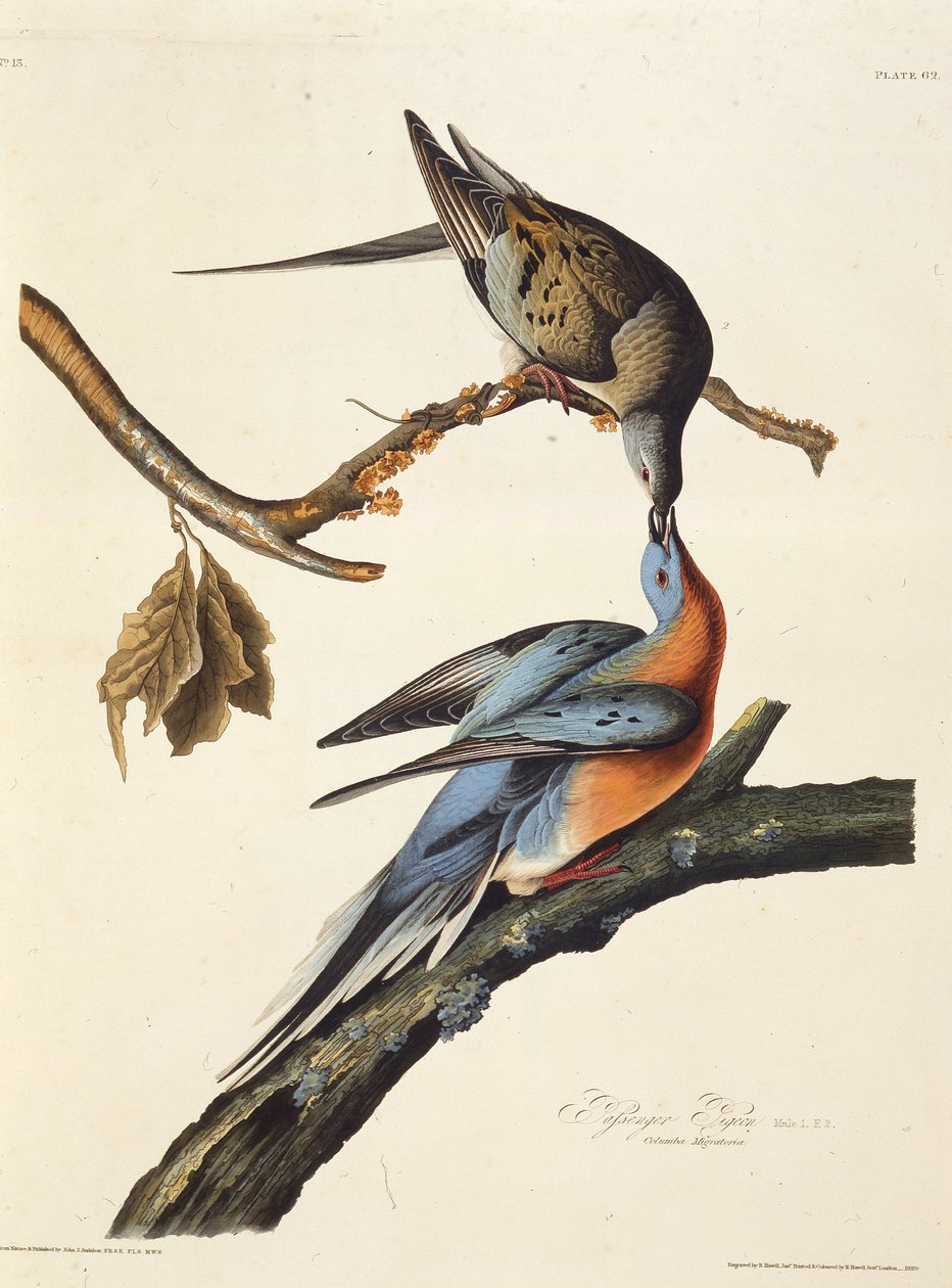 حمامة الركاب. من طيور أمريكا ، 1827-1838. بواسطة جون جيمس أودوبون