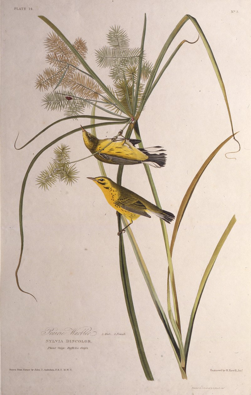 هازجة البراري. من طيور أمريكا ، 1827-1838. بواسطة جون جيمس أودوبون
