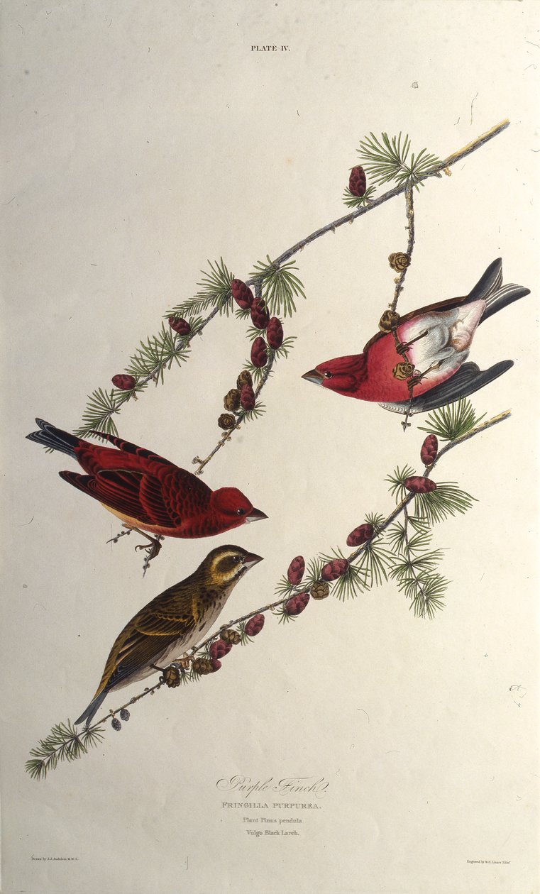 الطائر الأرجواني. من طيور أمريكا ، 1827-1838. بواسطة جون جيمس أودوبون