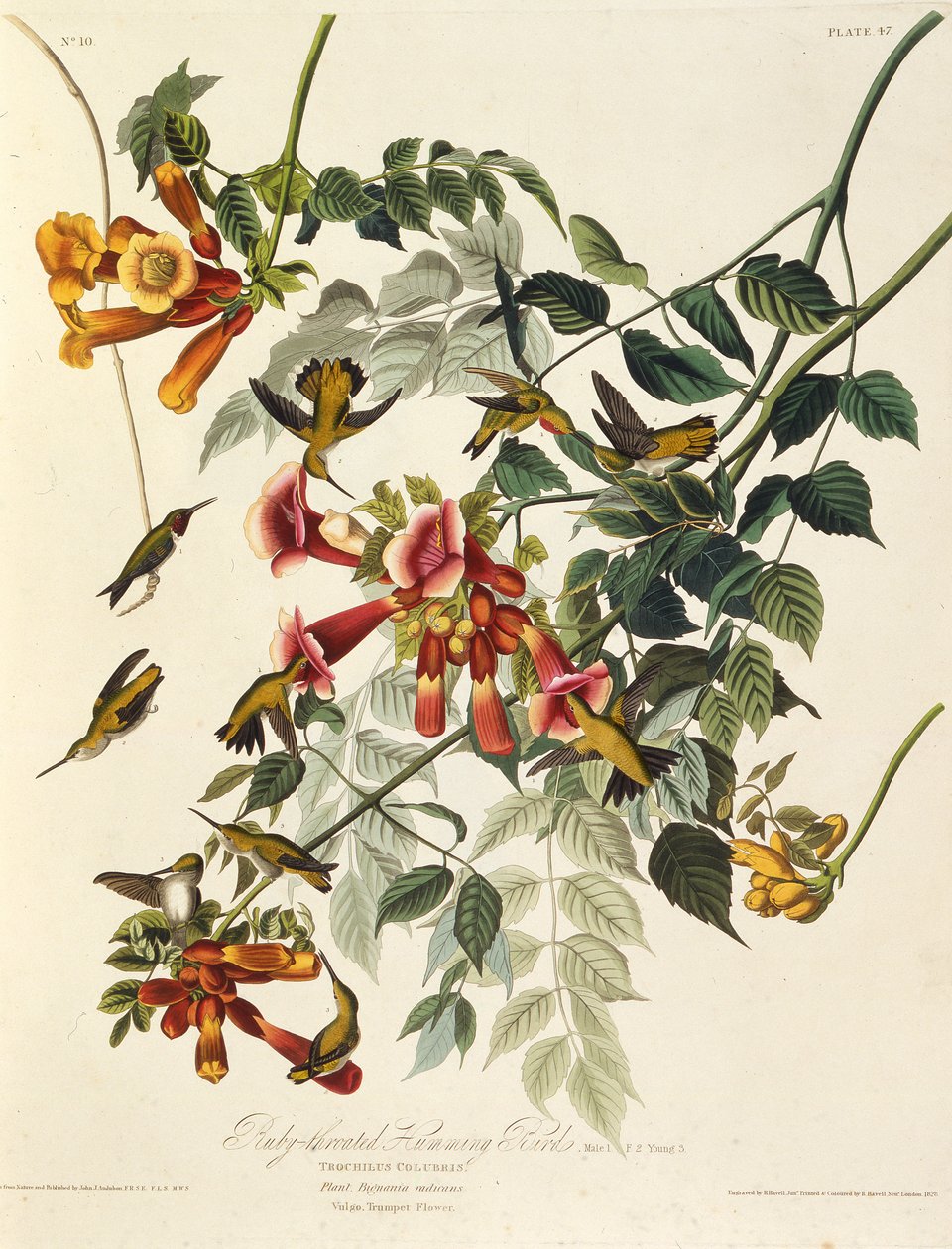 الطائر الطنان حلق روبي. من طيور أمريكا ، 1827-1838. بواسطة جون جيمس أودوبون