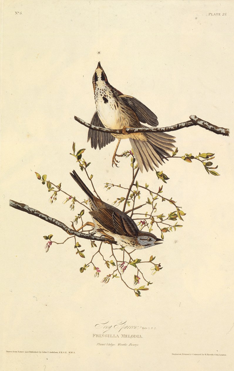 العصفور الأغنية. من طيور أمريكا ، 1827-1838. بواسطة جون جيمس أودوبون