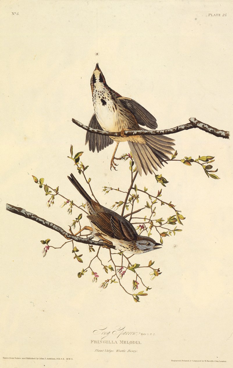 العصفور الأغنية. من طيور أمريكا ، 1827-1838. بواسطة جون جيمس أودوبون