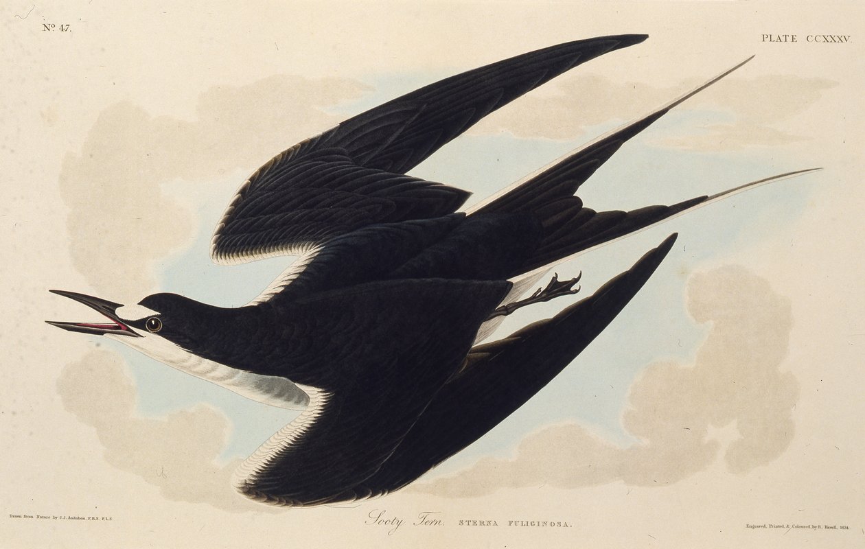 الخرشنة الهابطة. من طيور أمريكا ، 1827-1838. بواسطة جون جيمس أودوبون