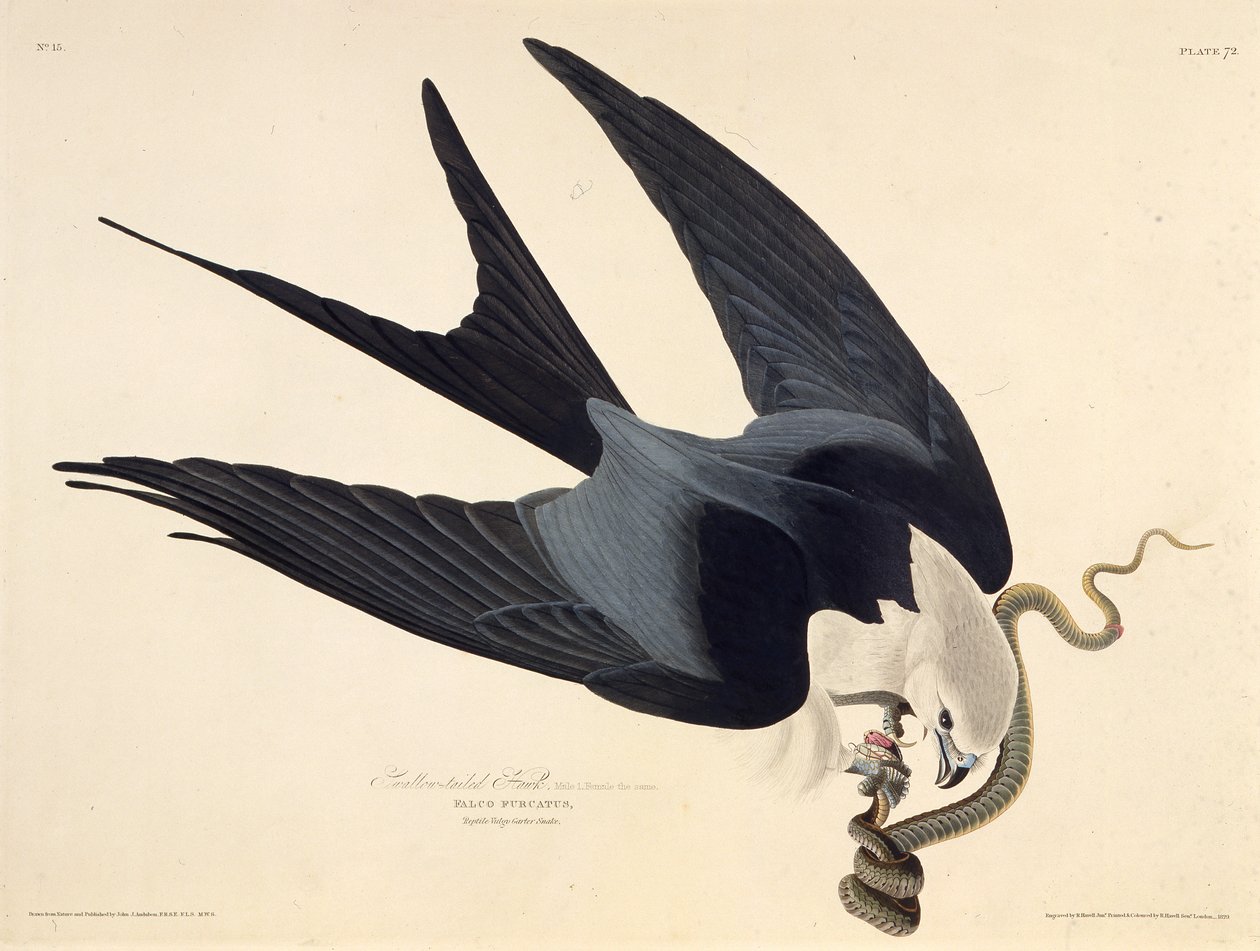 الطائرة الورقية ذات الذيل السنونو. من طيور أمريكا ، 1827-1838. بواسطة جون جيمس أودوبون