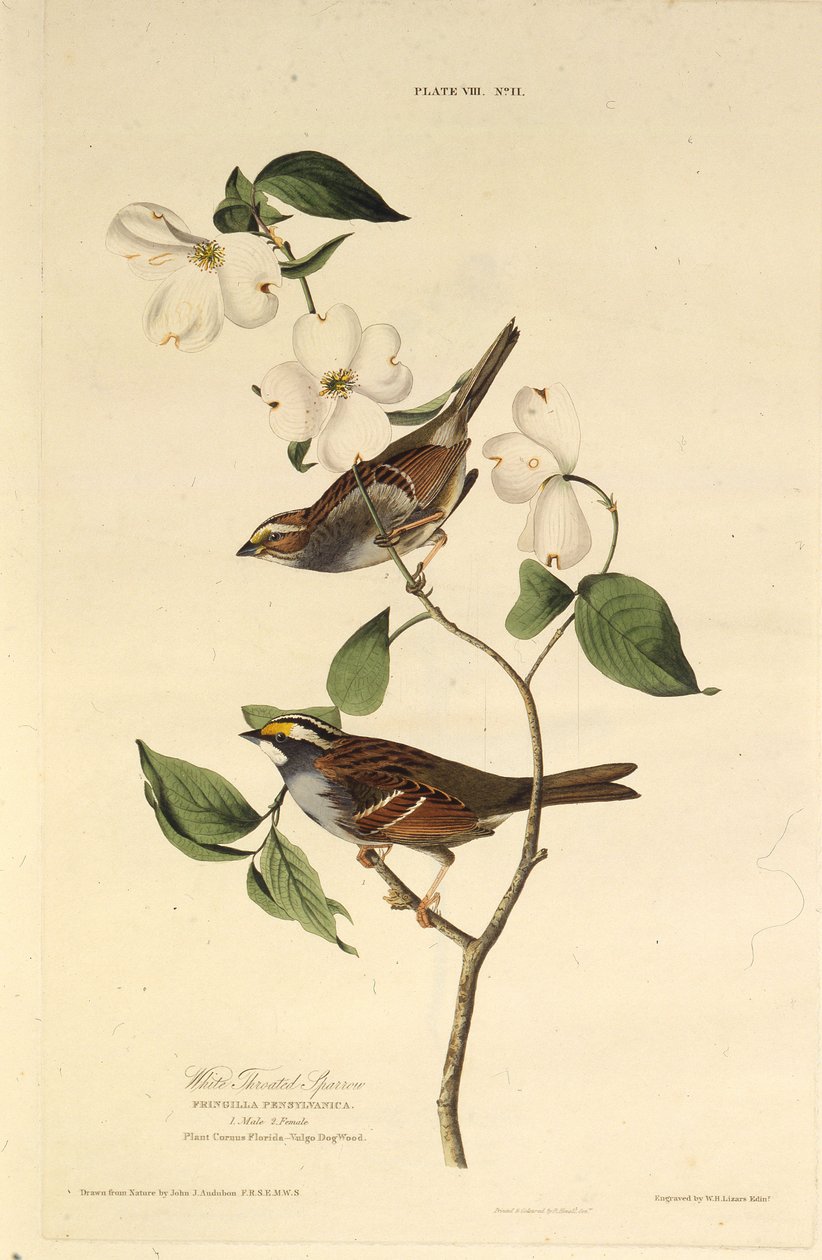 العصفور الأبيض. من طيور أمريكا ، 1827-1838. بواسطة جون جيمس أودوبون