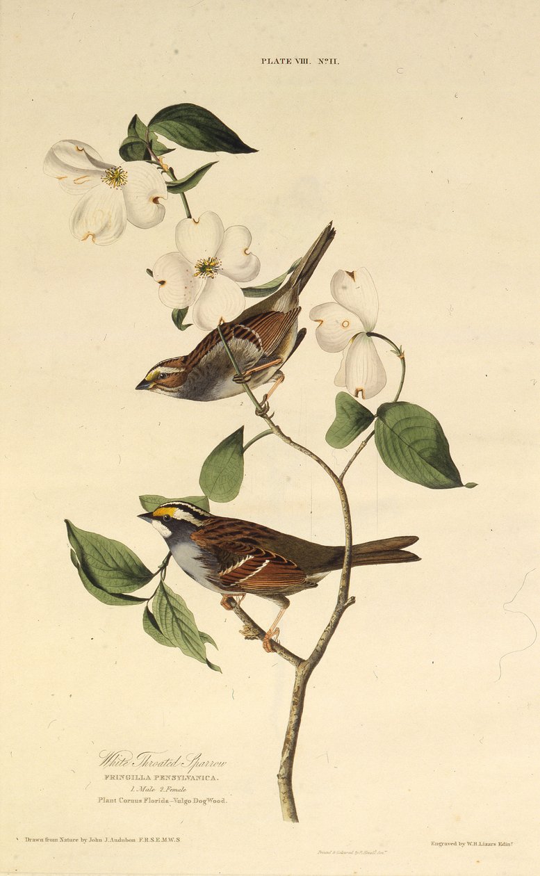 العصفور الأبيض. من طيور أمريكا ، 1827-1838. بواسطة جون جيمس أودوبون