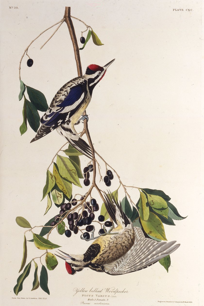 Sapsucker ذو بطن أصفر. من طيور أمريكا ، 1827-1838. بواسطة جون جيمس أودوبون