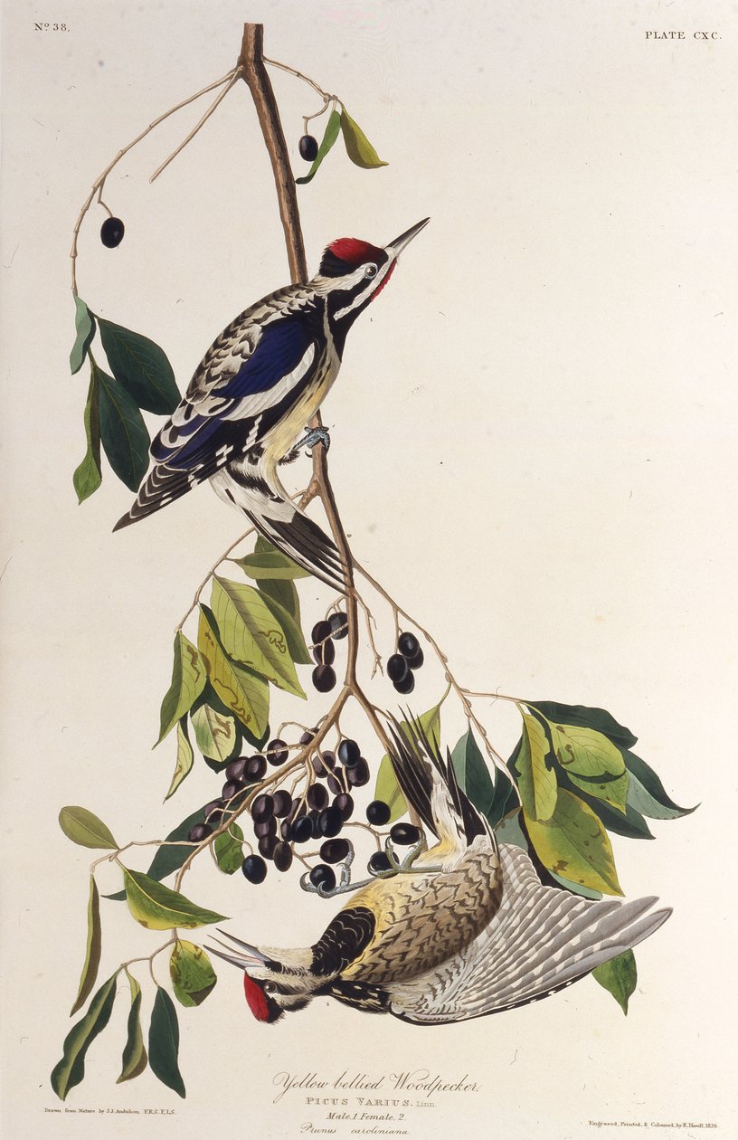 Sapsucker ذو بطن أصفر. من طيور أمريكا ، 1827-1838. بواسطة جون جيمس أودوبون