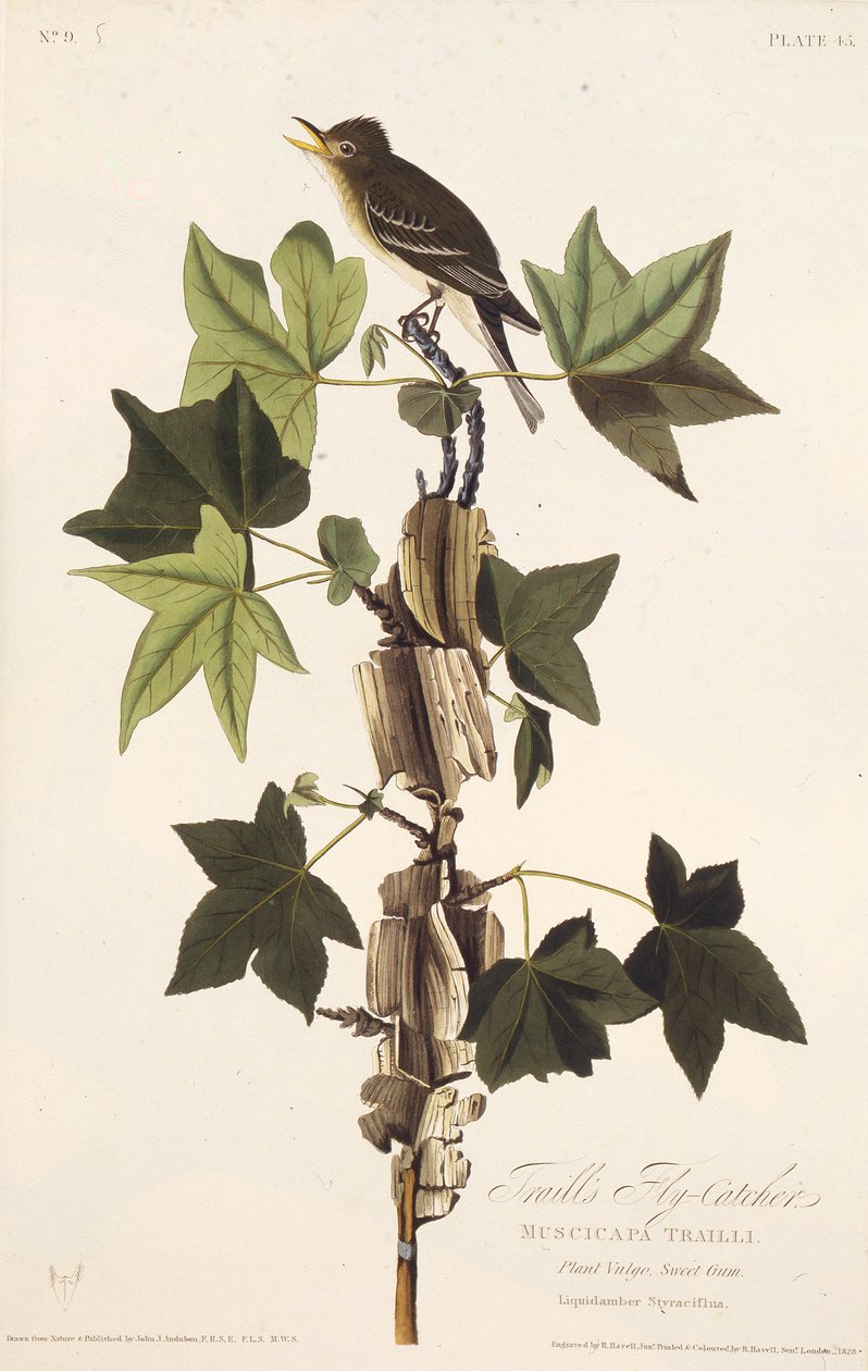 Trac flycatcher. من طيور أمريكا ، 1827-1838. بواسطة جون جيمس أودوبون