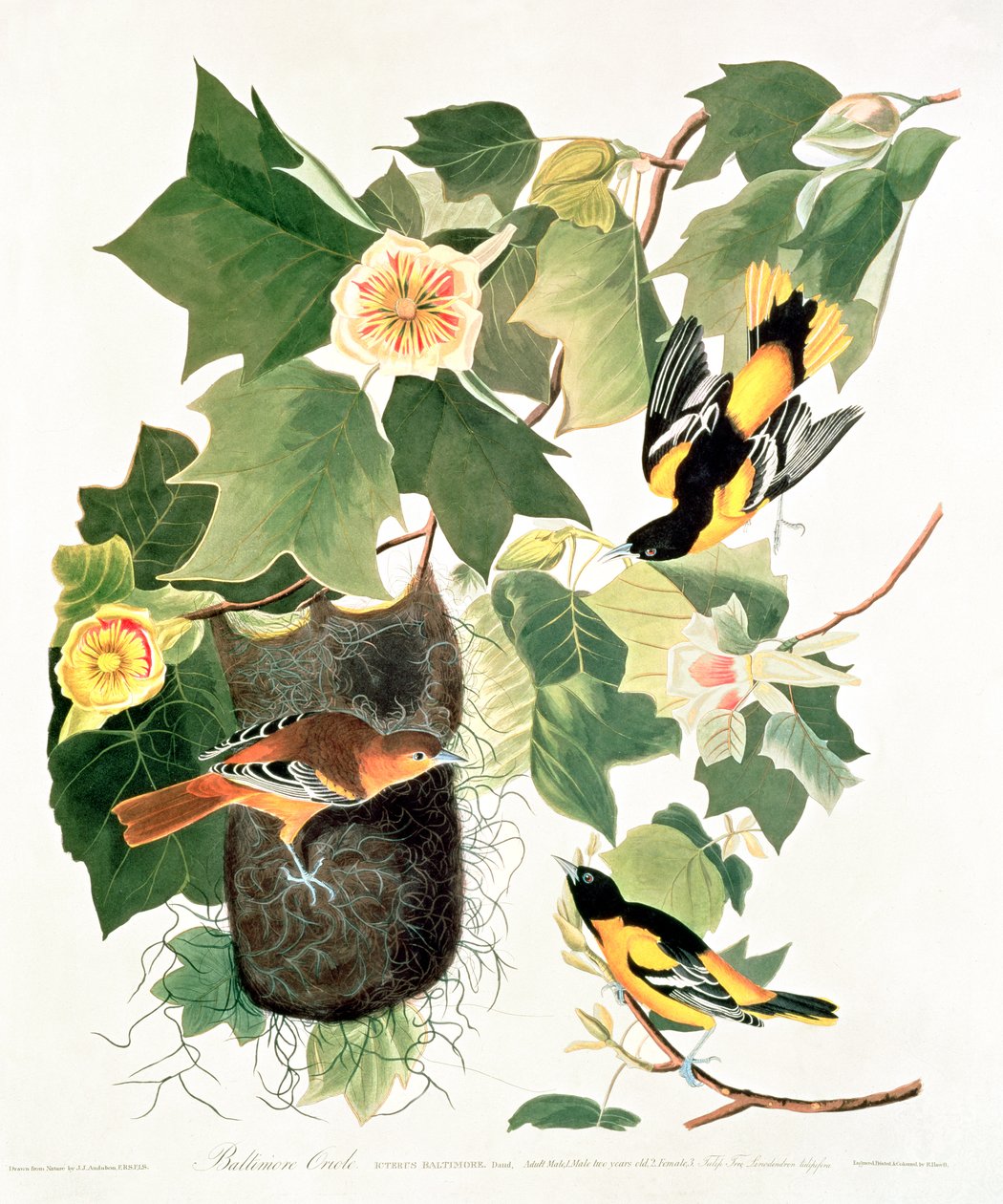توليب تري: Liriodendron tulipifera ، من "Birds of America" بواسطة جون جيمس أودوبون