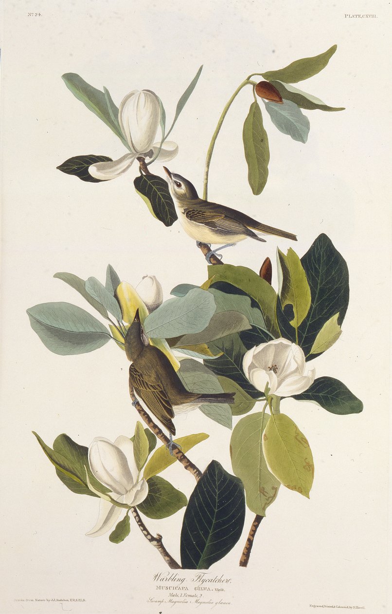 Warbling Flycatcher. من طيور أمريكا ، 1827-1838. بواسطة جون جيمس أودوبون