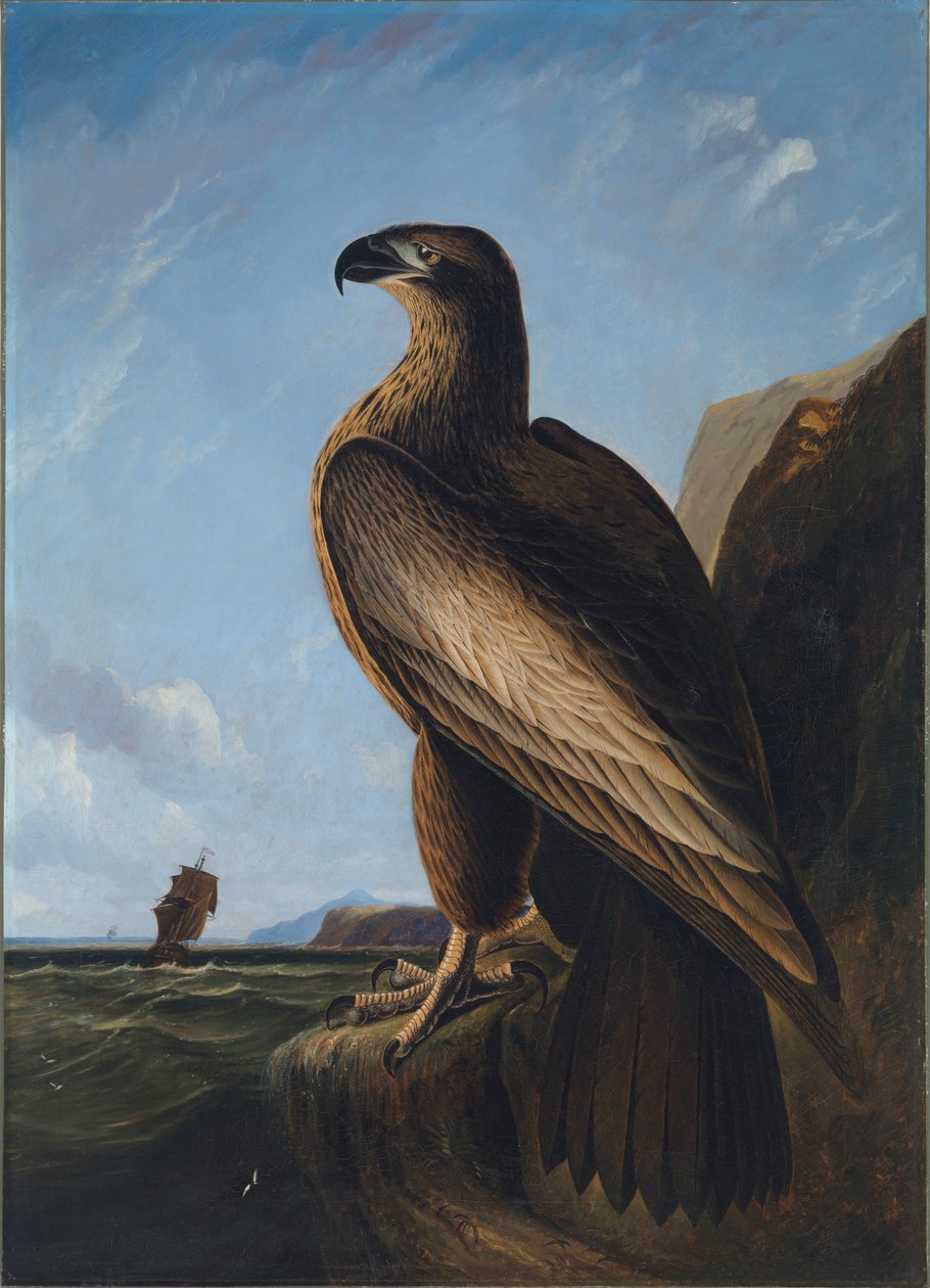 واشنطن سي إيجل ، كاليفورنيا. 1836-1839. بواسطة جون جيمس أودوبون