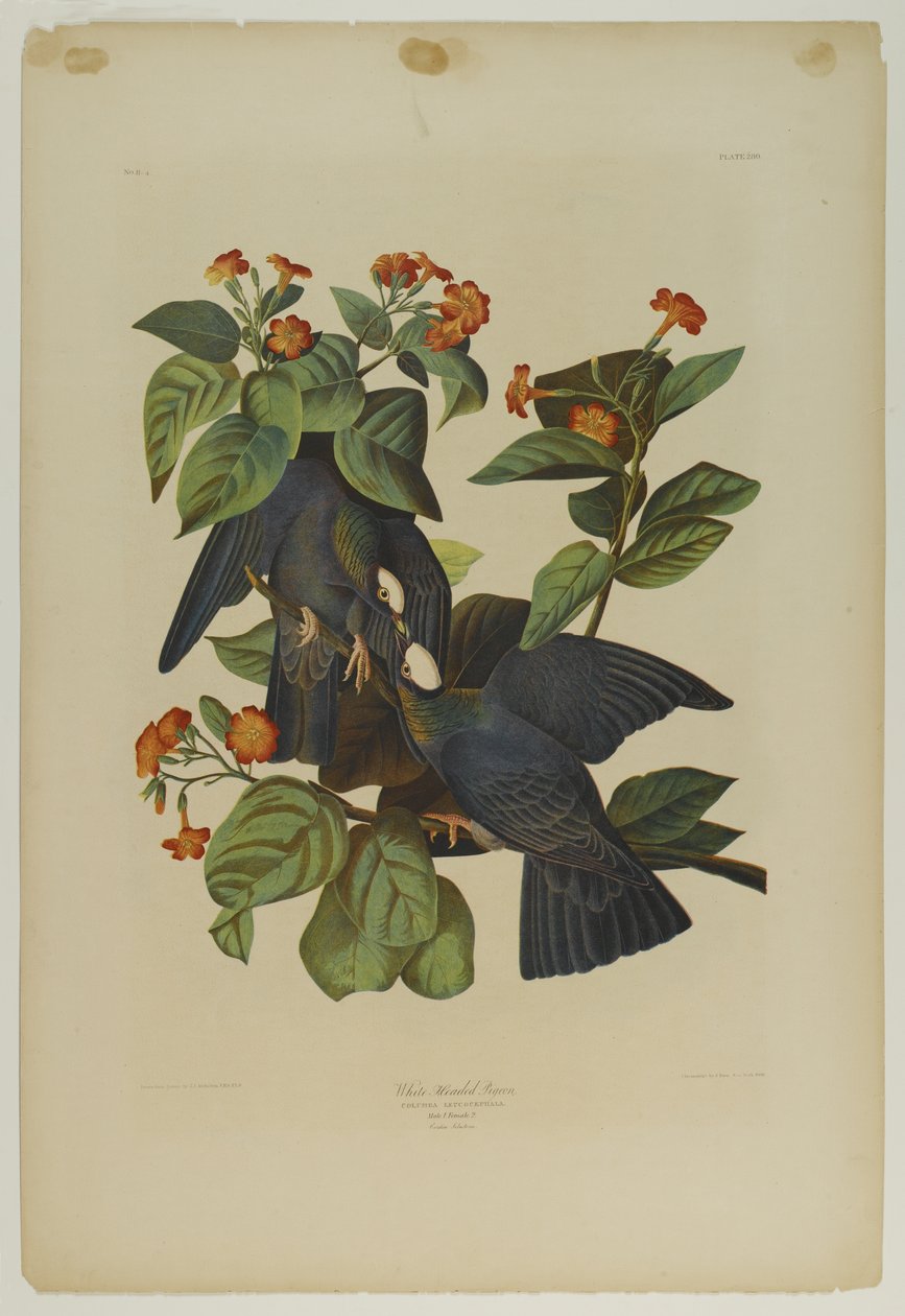 حمامة ذات رأس أبيض ، طبعها Julien Bien ونشرتها Roe Lockwood & Son ، 1861 (chromolithograph) بواسطة جون جيمس أودوبون