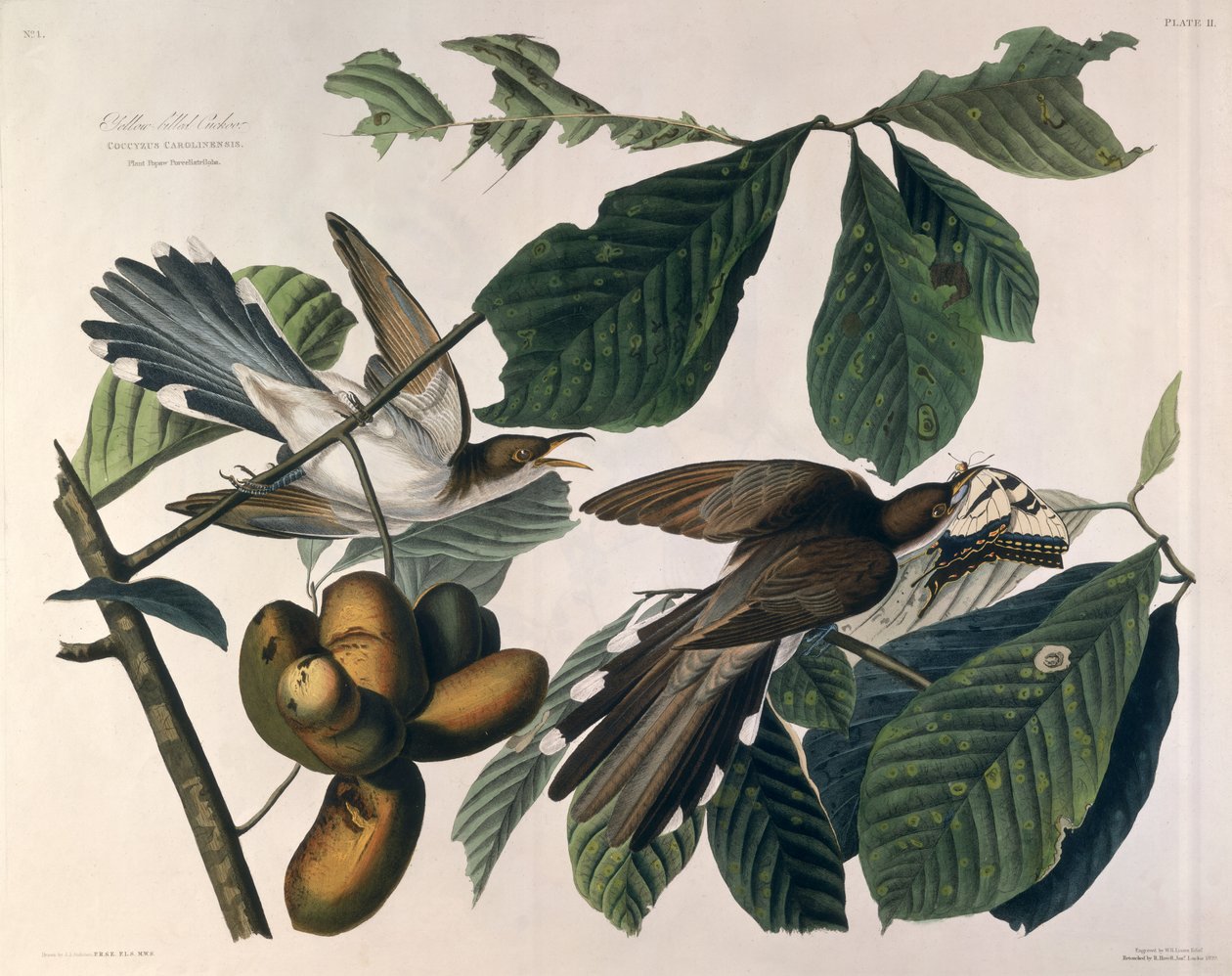 طائر الوقواق الأصفر ، من "طيور أمريكا" ، منقوش بواسطة William Home Lizars (1788-1859) وأصلحه روبرت هافيل (1793-1878) 1829 بواسطة جون جيمس أودوبون