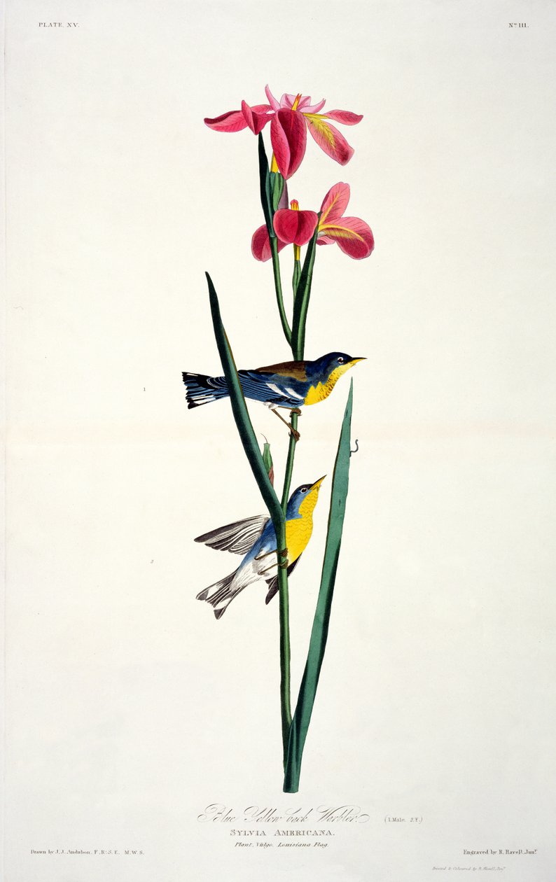 هازجة زرقاء صفراء الظهر ، من طيور أمريكا ، نقشها روبرت هافيل (1793-1878) بواسطة جون جيمس بعد أودوبون