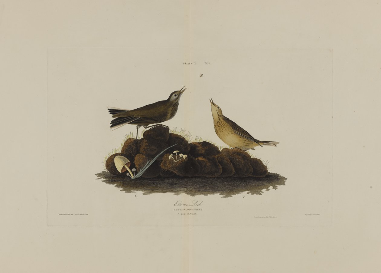 براون لارك ، من طيور أمريكا ، نقشها روبرت هافيل (1793-1878) بواسطة جون جيمس بعد أودوبون
