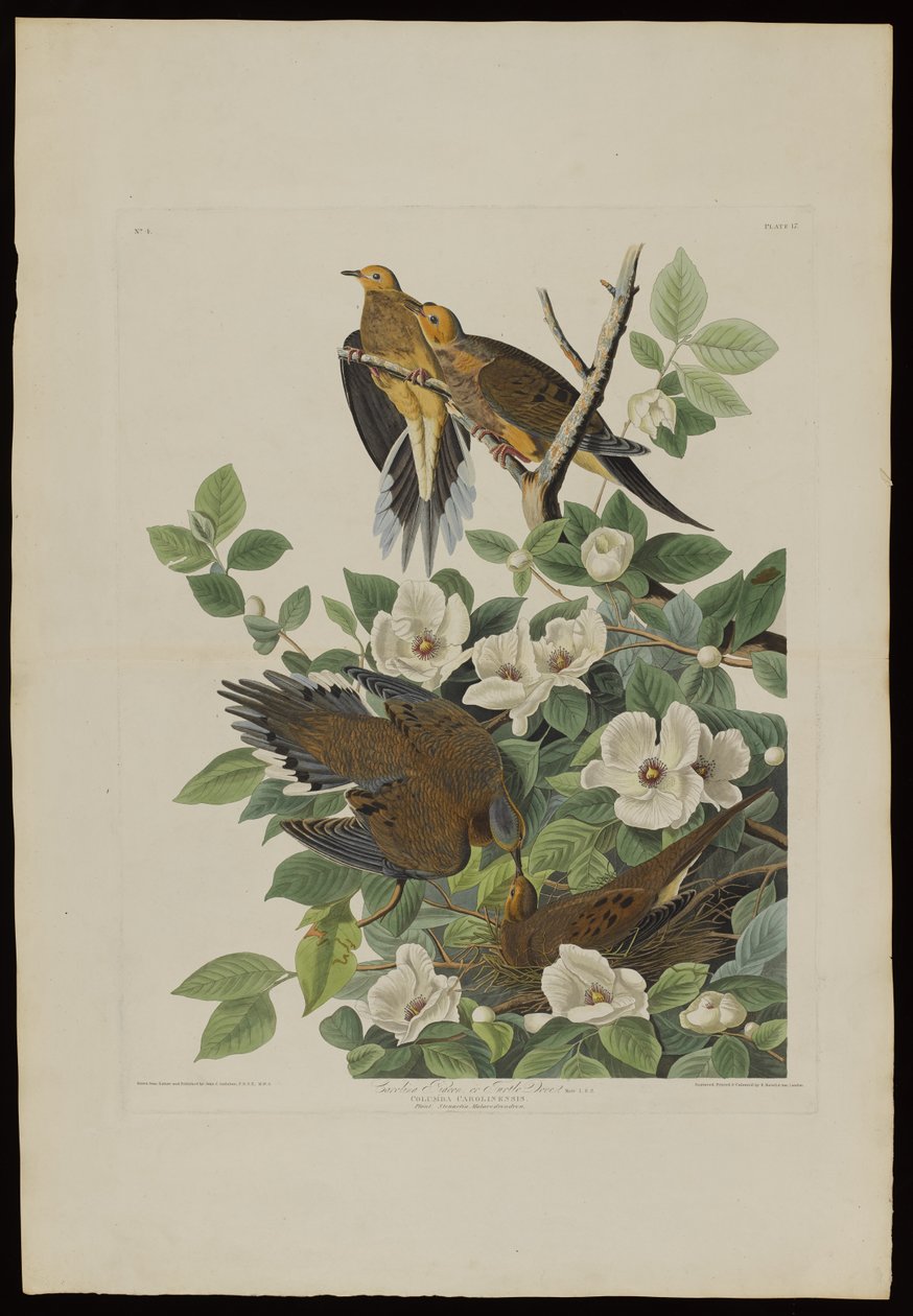 Carolina Pigeon أو Turtle Dove ، من Birds of America ، نقشها روبرت هافيل (1793-1878) بواسطة جون جيمس بعد أودوبون