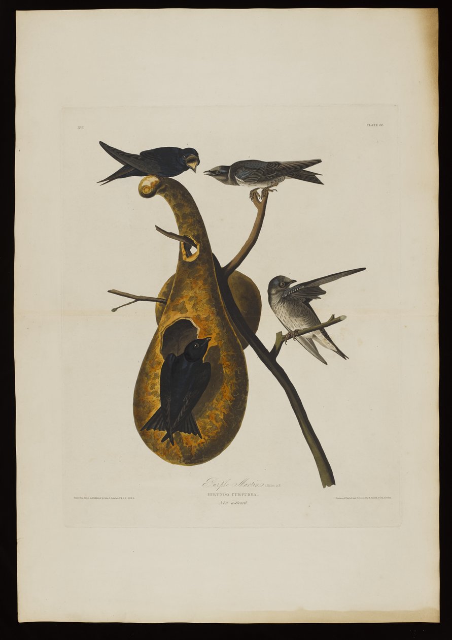 بيربل مارتن ، من طيور أمريكا ، نقشها روبرت هافيل (1793-1878) بواسطة جون جيمس بعد أودوبون