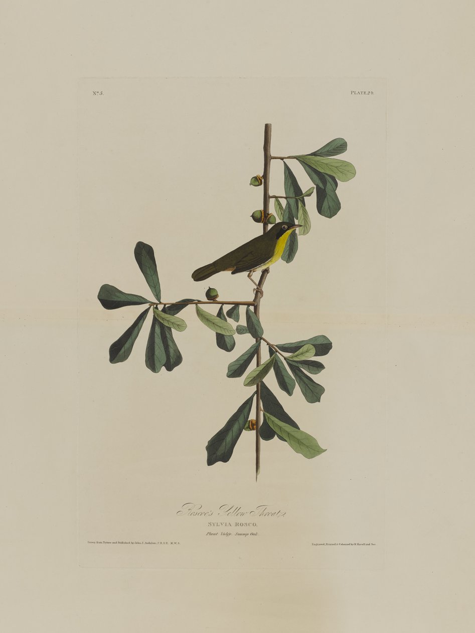 Roscoes Yellow Throat ، من طيور أمريكا ، نقشها روبرت هافيل (1793-1878) بواسطة جون جيمس بعد أودوبون