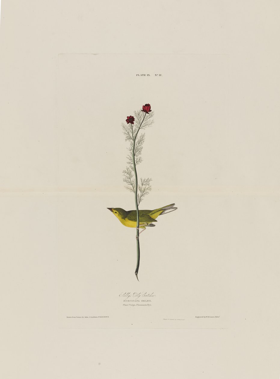 Selbys Fly Catcher ، من طيور أمريكا ، نقشها روبرت هافيل (1793-1878) بواسطة جون جيمس بعد أودوبون