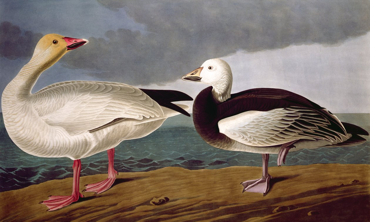 سنو غوس ، من طيور أمريكا ، نقشها روبرت هافيل (1793-1878) 1837 بواسطة جون جيمس بعد أودوبون