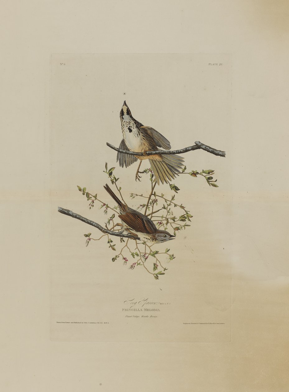 سونغ سبارو ، من طيور أمريكا ، نقشها روبرت هافيل (1793-1878) بواسطة جون جيمس بعد أودوبون