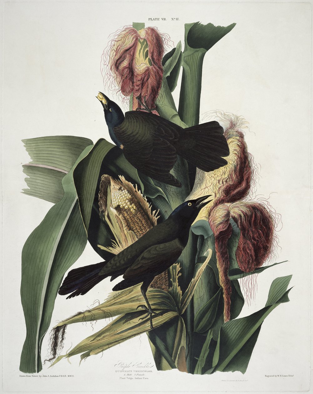 The Purple Grackle ، من Birds of America ، نقشه روبرت هافيل (1793-1878) بواسطة جون جيمس بعد أودوبون