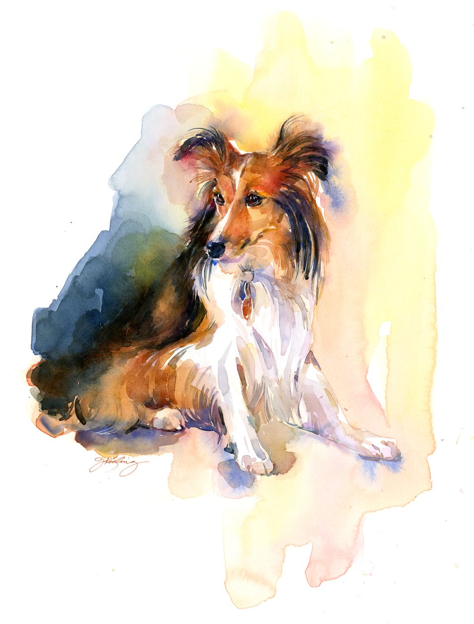 صورة Sheltie ، 2015 ، (ألوان مائية) بواسطة جون كيلينغ